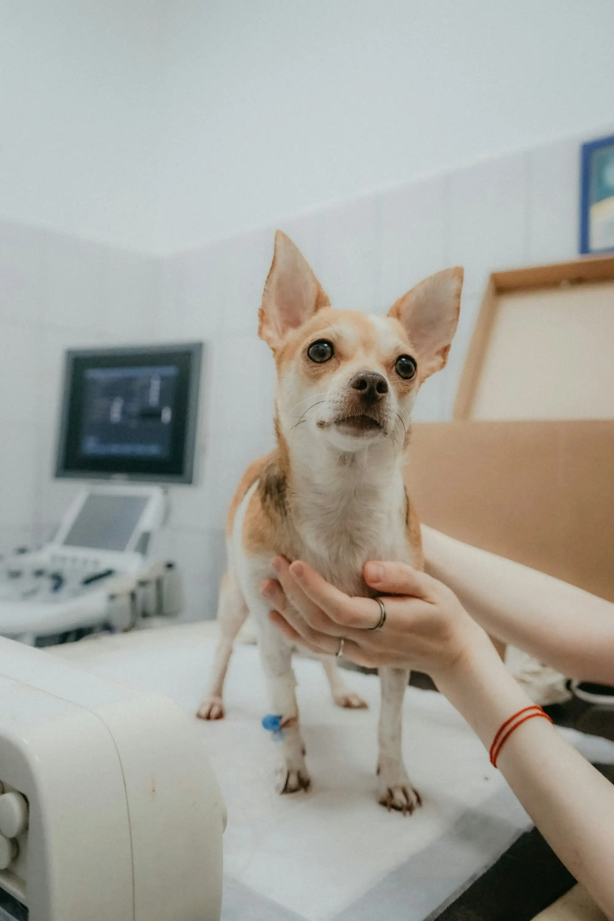 A person holding a small dog in a clinic